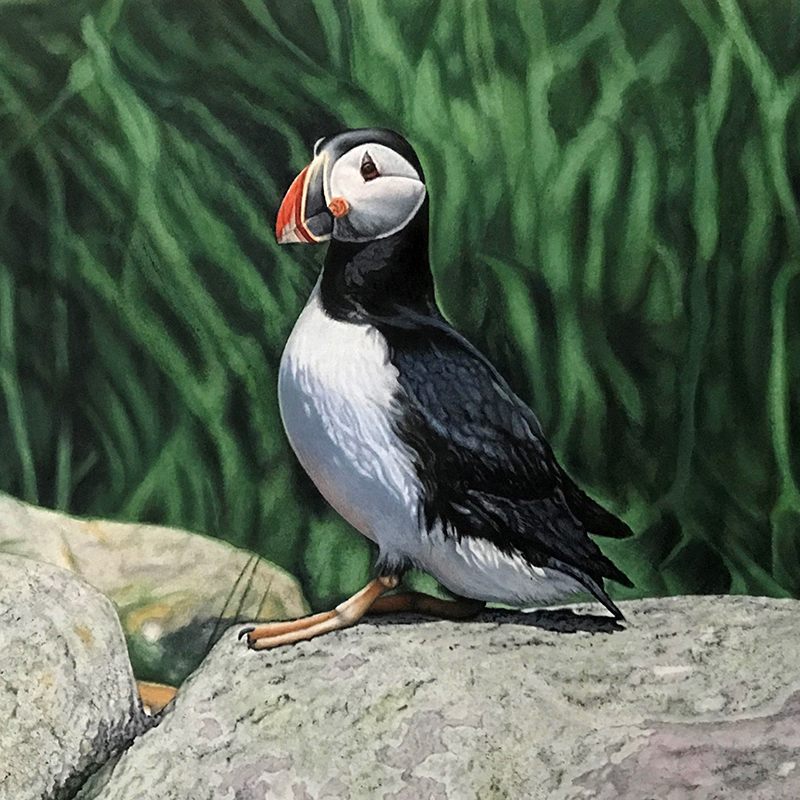 Terence Crawford Newfoundland Puffin 2 Painting