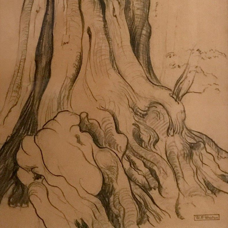 W.P. Weston Big Cedar, Stanley Park Sketch