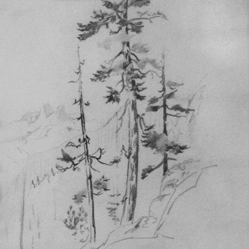 W.P. Weston Trees Sketch